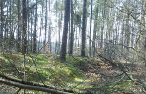 Ostern Schorfheide