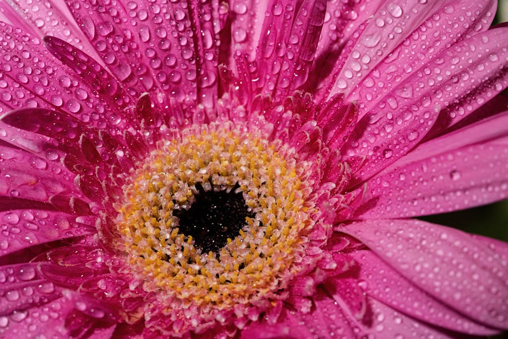 Vibrant pink gerbera daisy in close-up, covered in fresh water droplets under natural light.