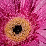 Vibrant pink gerbera daisy in close-up, covered in fresh water droplets under natural light.