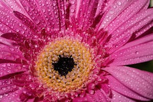 Vibrant pink gerbera daisy in close-up, covered in fresh water droplets under natural light.